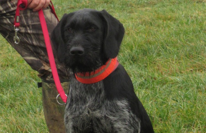 VJP: 68 Punkte;
HZP: 177 Punkte;
HD (A) -frei, OC (D) -frei, ED -frei;
Härtenachweis