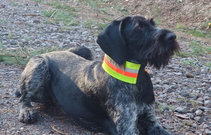 VJP: 60 Punkte;
sichtlaut;
HZP: 183 Punkte (Suchensieger);
HD (A) -frei, OC (D) -frei, ED -frei