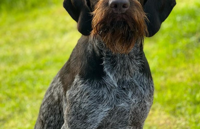 VJP: 73 Punkte;
sichtlaut;
HZP: 186 Punkte (Suchensieger)
Härtenachweis