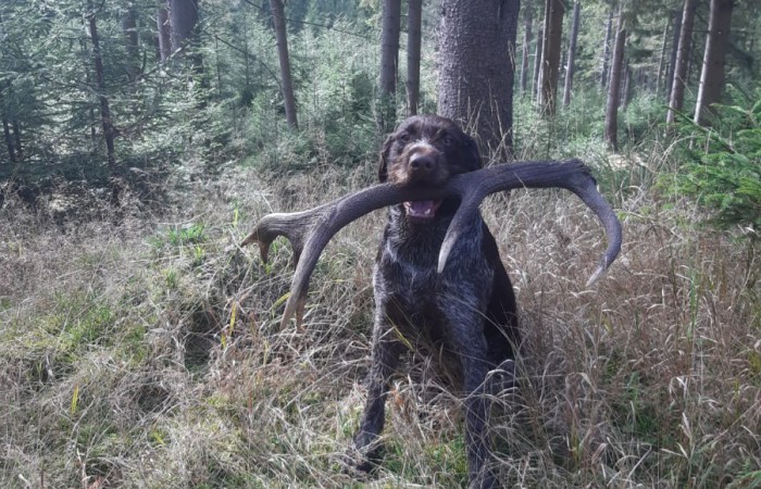 VJP: 71 Punkte;
HZP: 162 Punkte;
Härtenachweis