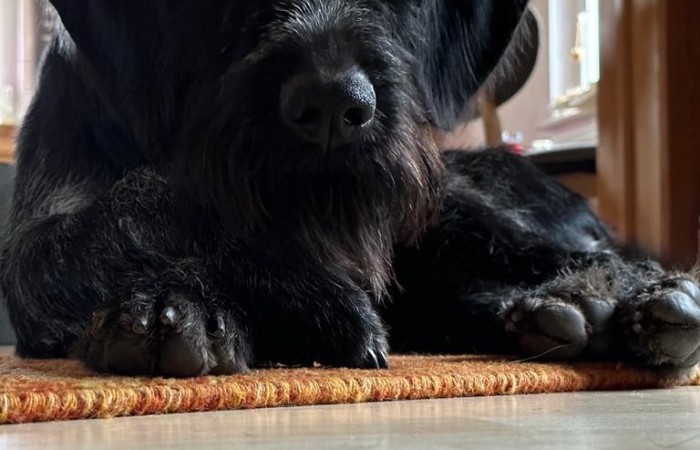 VJP: 53 Punkte;
HZP: 186 Punkte (Suchensieger)