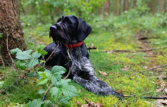 VGP: 71 Punkte; HZP Punkte; VGP 323 Punkte im I.Preis;
Btr, HD-A