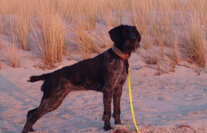 VGP: 77; spl/sil ; Hegewald 201 Hegewaldpunkte (bester Hund vom VDD Thüringen); VGP: 322 im 1. Preis
HD-A