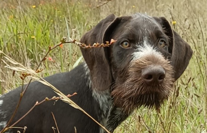 Nationale Hundeausstellung Auszeichnung CCJ mit 1.° CACB-J mit 1.° ,Club Español del Deutsche Drahthaar mit dem besten TAN (Arbeitstest) ausgezeichnet; Rassebester bei der 96. Nordischen Internationalen Hundeausstellung